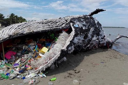 ikan paus mati makan plastik